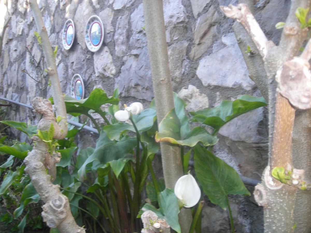 B&B L'Arcobaleno Sorrento Eksteriør billede